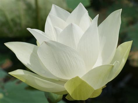 what is the white lotus